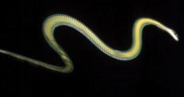   مصر اليوم - علماء أميركيون يكتشفون سر انزلاق الثعابين الطائرة فى الهواء