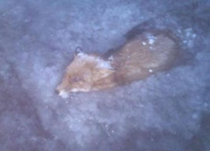 مصر اليوم - ثعلب يتجمد تحت الماء وهو يبحث عن السمك في بحيرة