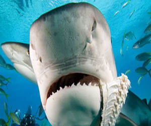   مصر اليوم - آلاف الأستراليين يتظاهرون احتجاجًا على إعدام أسماك القرش