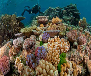   مصر اليوم - التجريف يثير قلق المدافعين عن البيئة بشأن الحاجز المرجاني الأسترالي