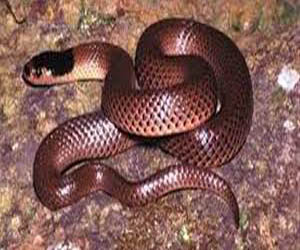   مصر اليوم - العثور على مئات الثعابين في منزل الرعب في كاليفورنيا