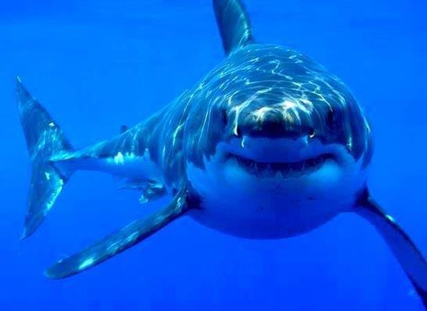   مصر اليوم - آلاف المحتجين في أستراليا  أنقذوا قروشنا