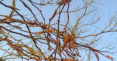   مصر اليوم - مسئول يمنى خلايا النحل تعيق مكافحة الجراد غربى البلاد