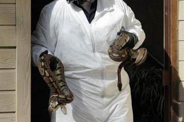   مصر اليوم - العثور على مئات الثعابين وسط منزل في كاليفورنيا