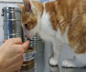   مصر اليوم - معذب الهر أوسكار العدو رقم واحد لشبكات التواصل الاجتماعي