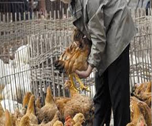   مصر اليوم - دمياط خاليه تمامًا من انفلونزا الخنازير والطيور