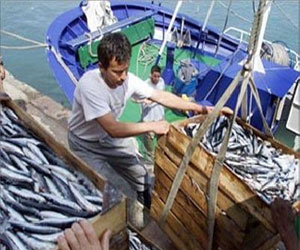   مصر اليوم - تراجع إنتاج قطاع الصيد البحري في تونس