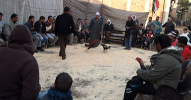 مصر اليوم - مصارعة الديوك تقليد شعبى مازال مستمراً في القليوبية