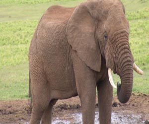   مصر اليوم - ألمانى يعمل بالحفاظ على البيئة يتفاخر بقتل فيل