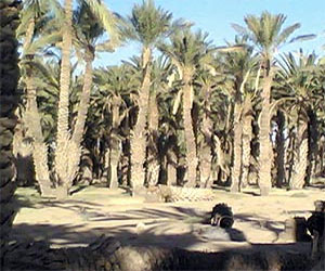   مصر اليوم - المزارعون في الخرمة يبدأون أولى مراحل العناية بالنخيل التشويك 