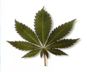   مصر اليوم - أميركي يزرع الماريجوانا ليخوض قضية وصاية على ابنه