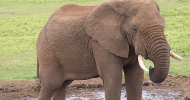   مصر اليوم - ألمانى يعمل بالحفاظ على البيئة يتفاخر بقتل فيل