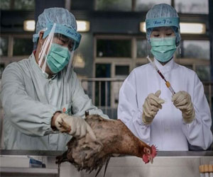   مصر اليوم - 4 حالات اصابة جديدة بفيروس انفلونزا الطيور في الصين