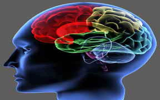   مصر اليوم - علماء أميركيّون يتوصلون إلى تحديّد المراكز المسؤولة عن القلق في المُخ