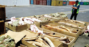   مصر اليوم - السلطات الفرنسية تدمر ثلاثة أطنان من شحنات العاج المهربة