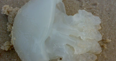   مصر اليوم - العثور على أنواع جديدة من قنديل البحر على شواطئ أستراليا