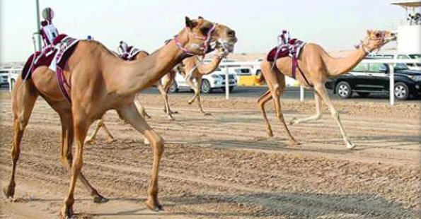   مصر اليوم - نتائج السباق المحلي التاسع للهجن العربية الأصيلة
