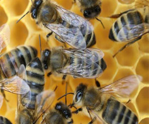   مصر اليوم - دراسة: النحل الطنان قادر على التحليق لأعلى من قمة جبل إيفرست