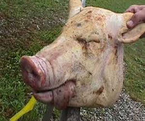   مصر اليوم - مجهولون يضعون رأس خنزير على سيارة للشرطة البريطانية