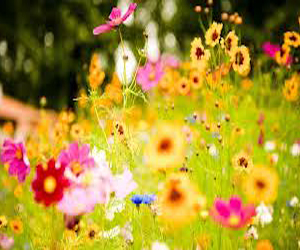   مصر اليوم - الرومانيون يفضلون شراء الزهور من خلال الانترنت في عيد الحب