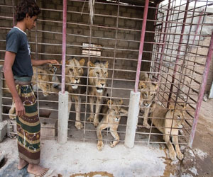   مصر اليوم - الحد من التجارة غير القانونية في الحيوانات البرية