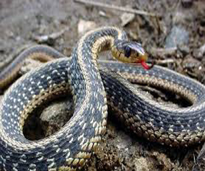   مصر اليوم - إكتشاف الاسباب العلمية التي تجعل الثعابين تطير فى الهواء