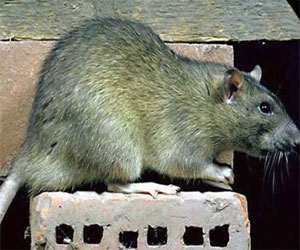   مصر اليوم - سكان لندن يواجهون خطر غزو الفئران