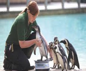   مصر اليوم - رداءة الطقس في بريطانيا تتسبب باكتئاب البطاريق