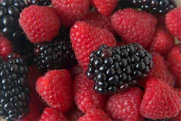   مصر اليوم - التوت يؤثر علي طول الحياة ومضاد للشيخوخة