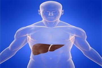   مصر اليوم - تغيير مواعيد الوجبات يؤثر علي الكبد