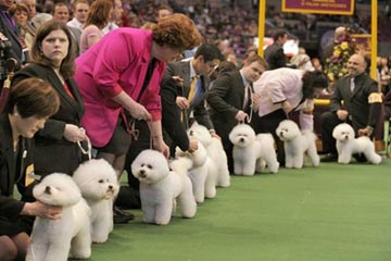   مصر اليوم - مهرجان سنوى لاختيارأفضل سلالات الكلاب فى نيويورك