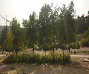   مصر اليوم - أمانة المدينة المنورة تنظم ورشة عمل للمختصين في مجال التشجير