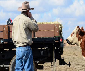   مصر اليوم - مزارعو كاليفورنيا يتضرعون الى الله لتمطر السماء