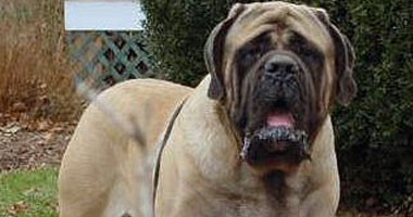   مصر اليوم - رجل مهدد بالسجن ستة أشهر بعد قتله ألف من الكلاب الضالة