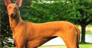   مصر اليوم - نشطاء يحذرون من أن مصير الكلاب الضالة فى سوتشى