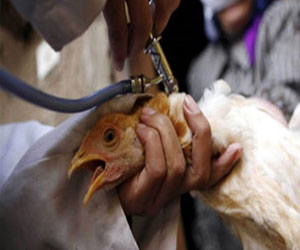 مصر اليوم - مدير عام الطب الوقائى في الغربية ينفي وفاة حالة مصابة بإنفلونزا الطيور