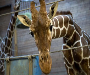   مصر اليوم - قتل ذكر الزراف ماريوس في حديقة حيوان كوبنهاغن رغم الالتماسات