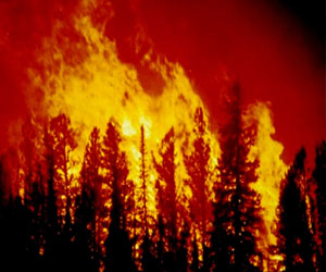   مصر اليوم - حرائق الغابات تجتاح جنوب شرق أستراليا