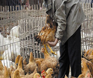   مصر اليوم - تحصين 3 آلاف طائر في منطقة الشيخ درغام بعد اكتشاف أول إصابة بإنفلونزا الطيور في دمياط