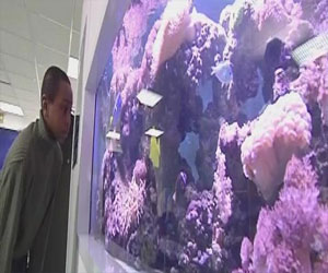   مصر اليوم - أحواض أسماك لتخفيف آلام المرضى في فرنسا