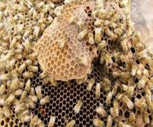   مصر اليوم - السجن لإمرأة بولندية قتلت مليوني نحلة