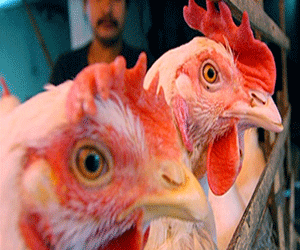   مصر اليوم - إكتشاف سلالة جديدة قاتلة من إنفلونزا الطيور