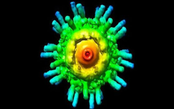   مصر اليوم - علماءُ أميركيون ينجحون في إدخالِ محركّات داخل الخلايّا البشريّة الحيّة