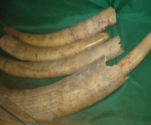   مصر اليوم - السلطات السودانية تحبط تهريب كمية كبيرة من سن الفيل