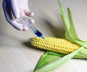   مصر اليوم - النمسا تحظر زراعة محصول الذرة المعالج وراثيًا