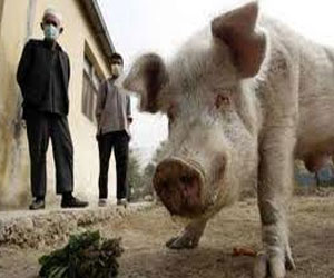   مصر اليوم - اعداد الإصابات بأنفلوانزا الخنازير هى نفس أعداد المواسم الماضية