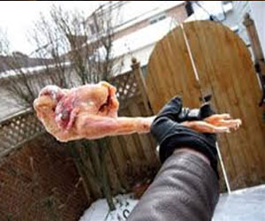   مصر اليوم - السجن عامًا لفرنسي رمى حبيبته بدجاجة مجلدة