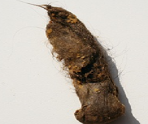   مصر اليوم - بريطاني انتقم بإرسال براز قطته إلى شركات رفضت منحه وظيفة