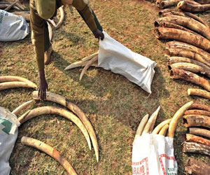   مصر اليوم - الجمارك السودانيّة تُحبط محاولة تهريب كمية كبيرة من سن الفيل