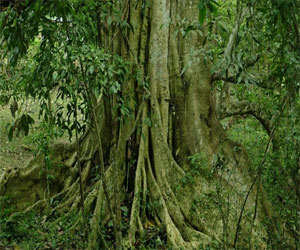   مصر اليوم - دول  التعاون الخليجي تحتفل بالأسبوع البيئي السابع